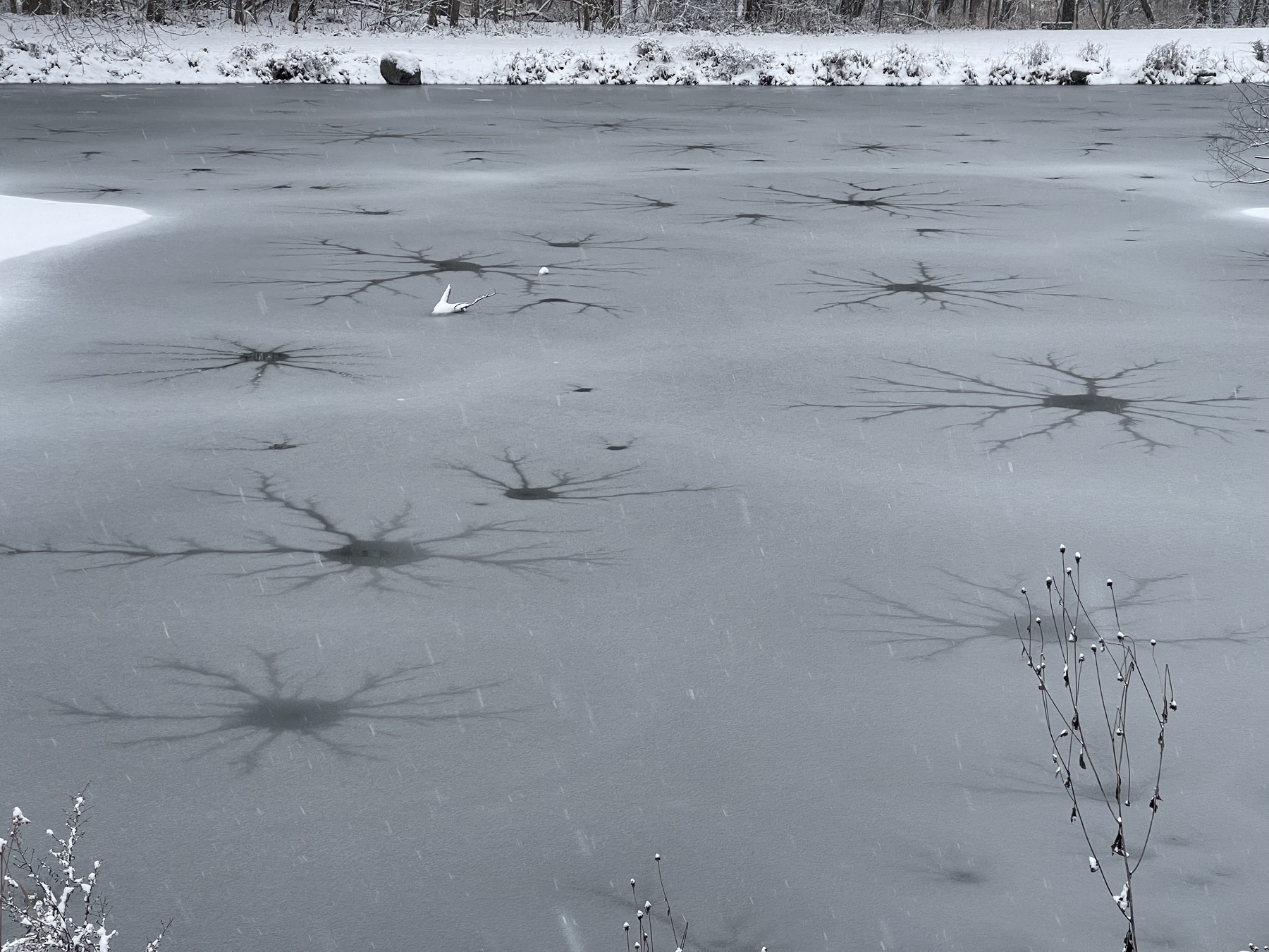 Branching ripples on the snow-covered thin layer of ice.