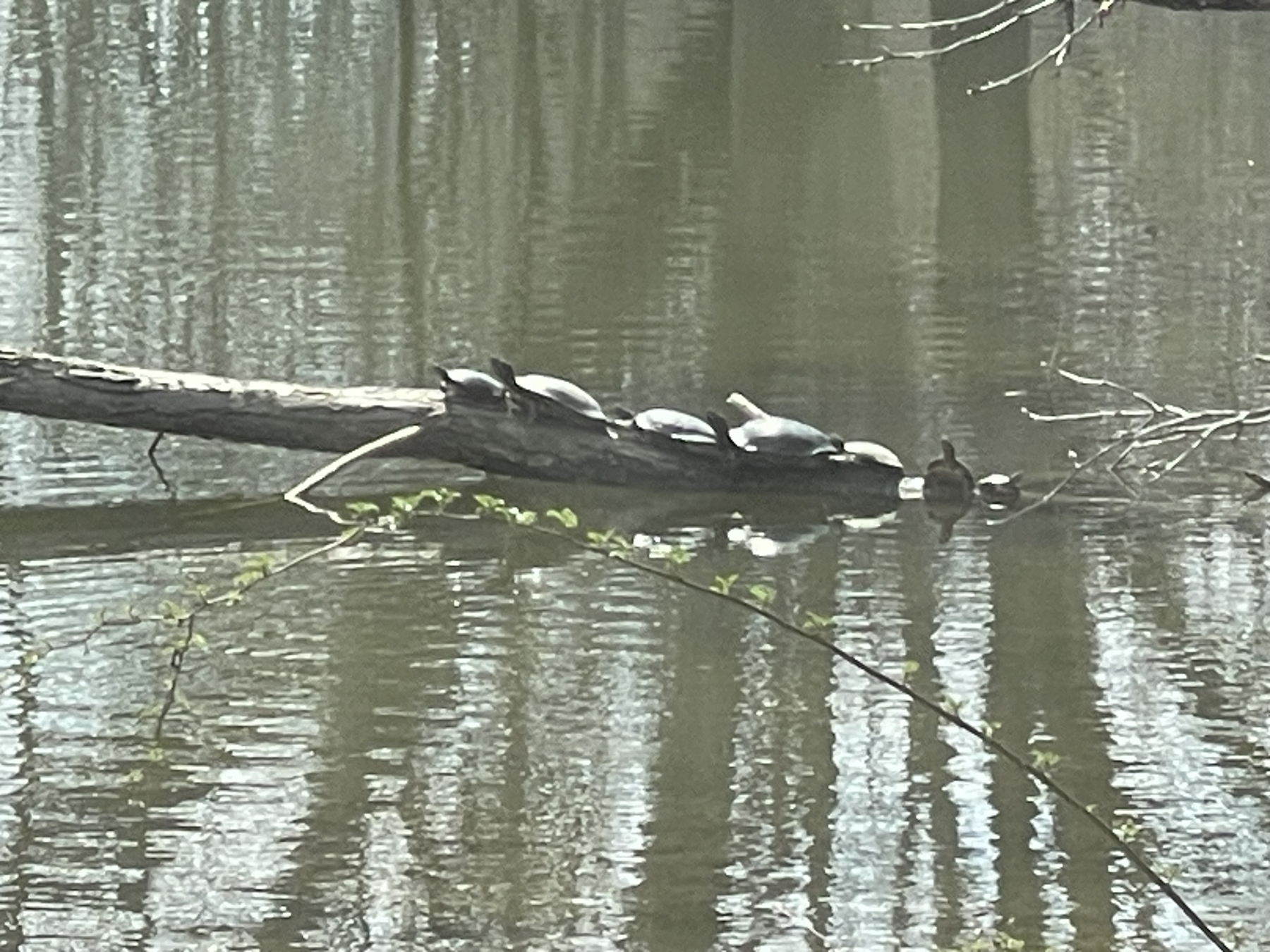 7 turtles on a log 