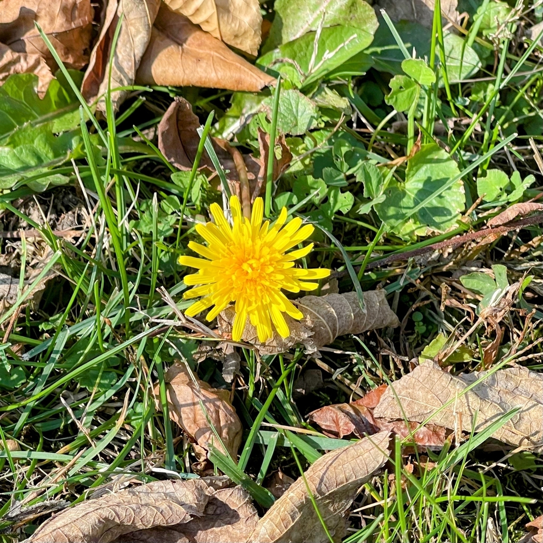 A bright dandelion among autumn leaves