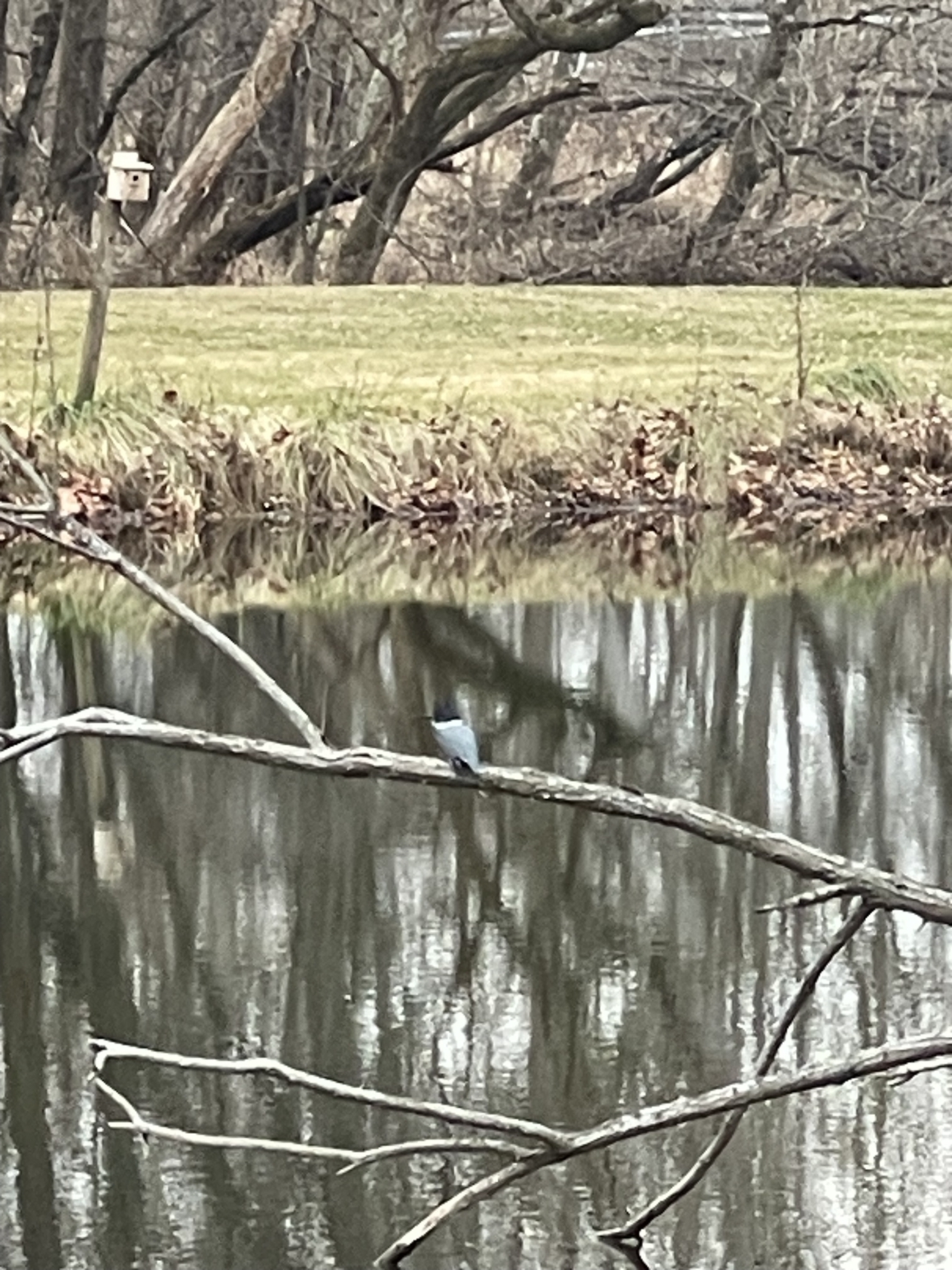 Female belted kingfisher on a downed willow limb hanging over a pond.