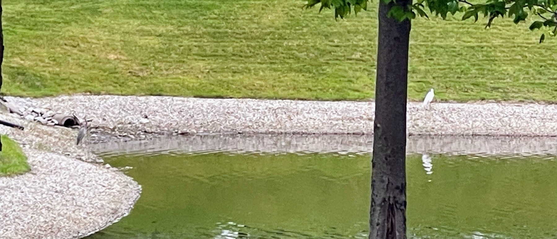 Two herons on a pond
