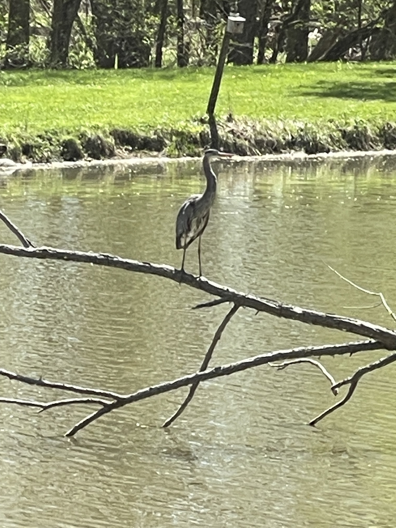 A great blue heron standing on a fallen willow branch over a pond