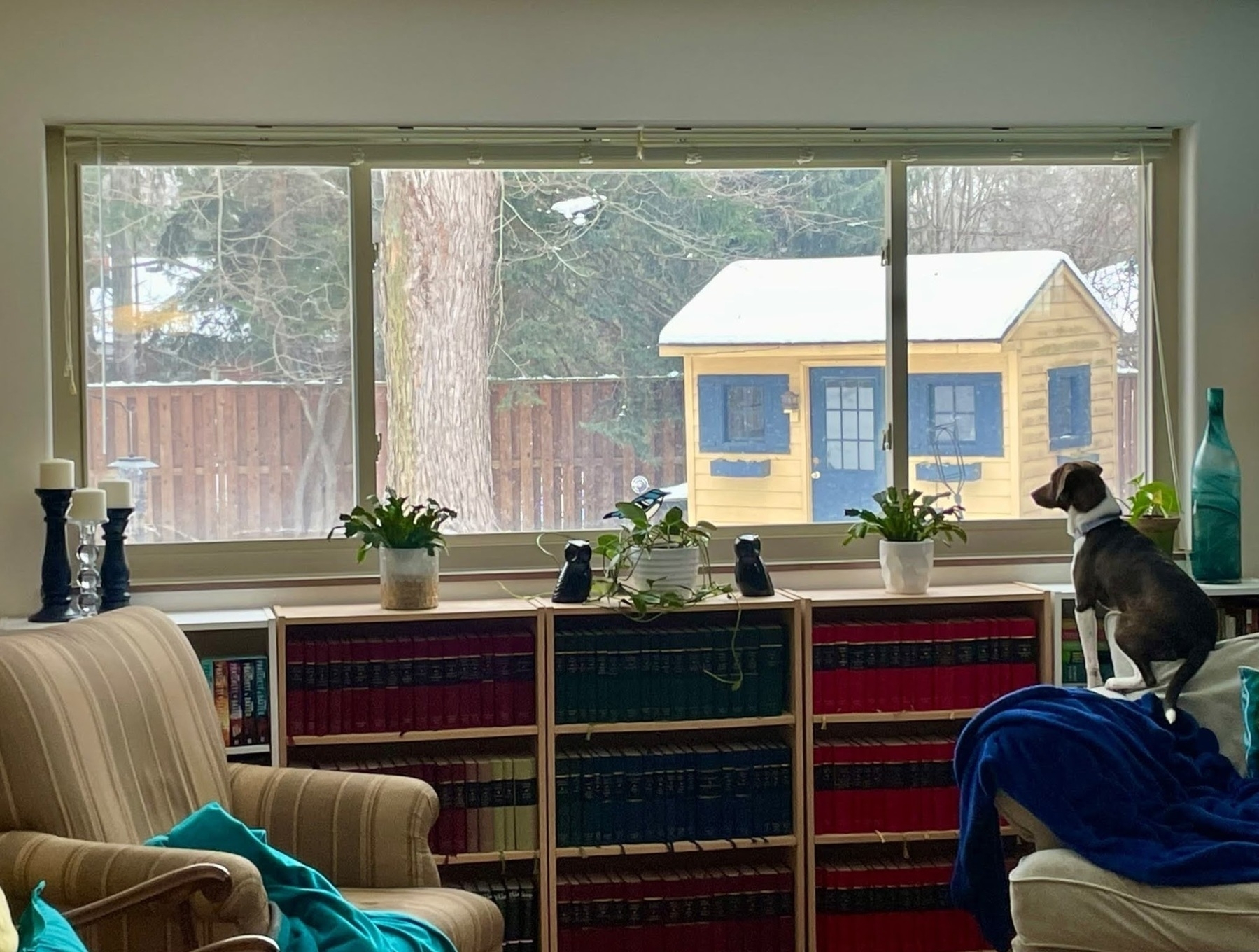 a beagle mix sits on the back of a reading chair by a large window, looking outside at at the snowy backyard.